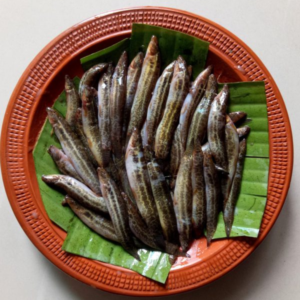 Gutum Fish